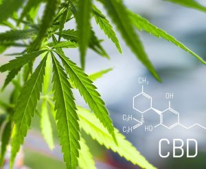 cannabis cbd1 1024x638 300x247 - Should You Invest In CBD?