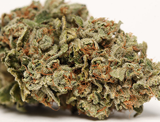 OG - Original Kush: Backbone of West Coast Cannabis Culture Today