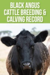 Black Angus Cattle Breeding & Calving Record Book: with Space for Individual Cow Records Pages, Immunizations & Medical … Sheets. Makes a Great Cattle Rancher Gift