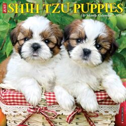 Just Shih Tzu Puppies 2021 Wall Calendar (Dog Breed Calendar)