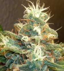 How To Fast Dry Fresh Cannabis/Marijuana Buds